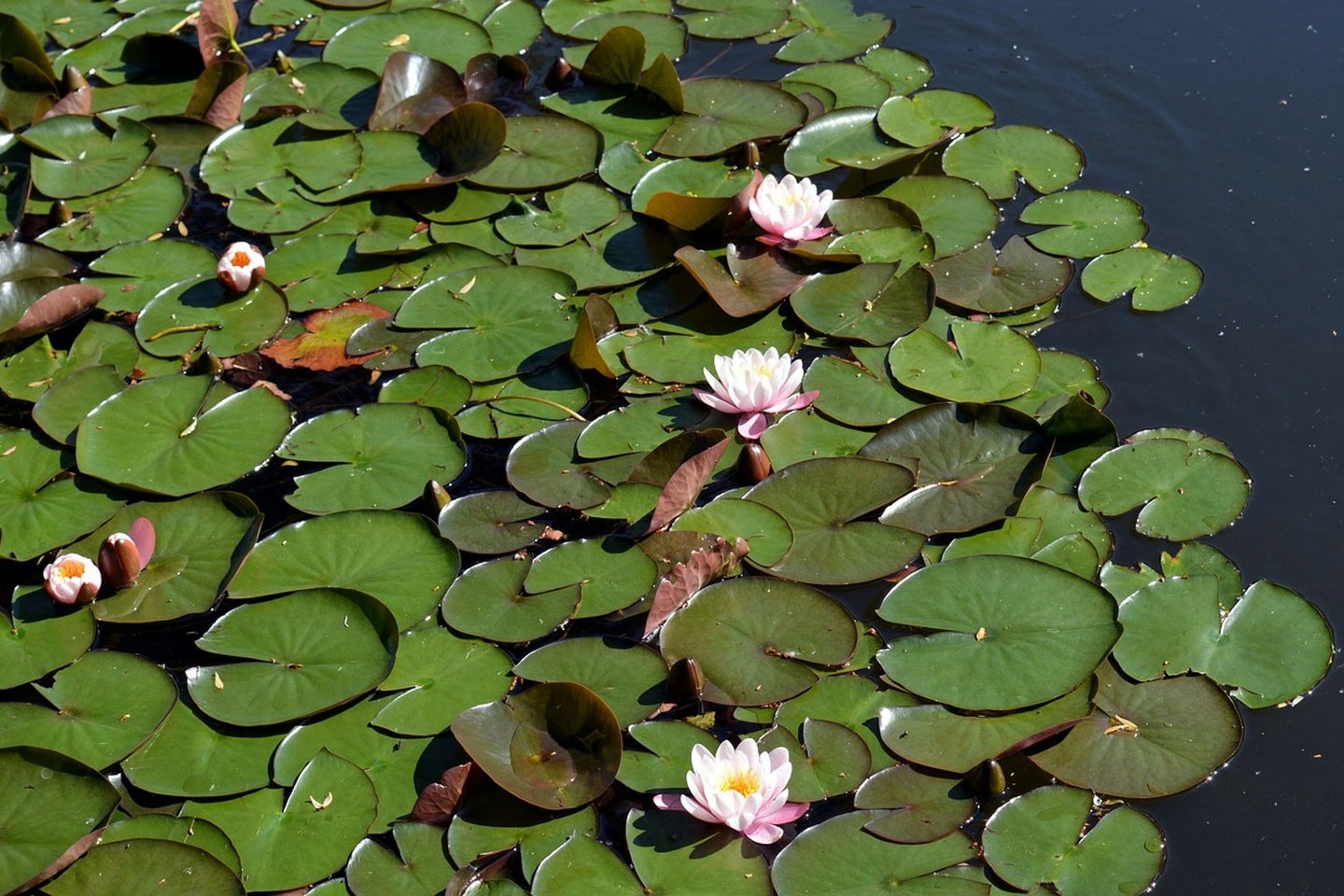 Photo Wallpaper White water lilies in the pond