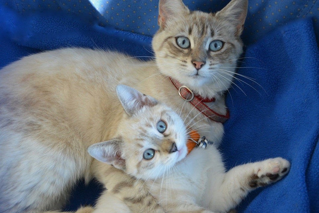 Photo Wallpaper Like mom ...