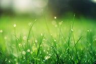 Photo Wallpaper Meadow with morning dew