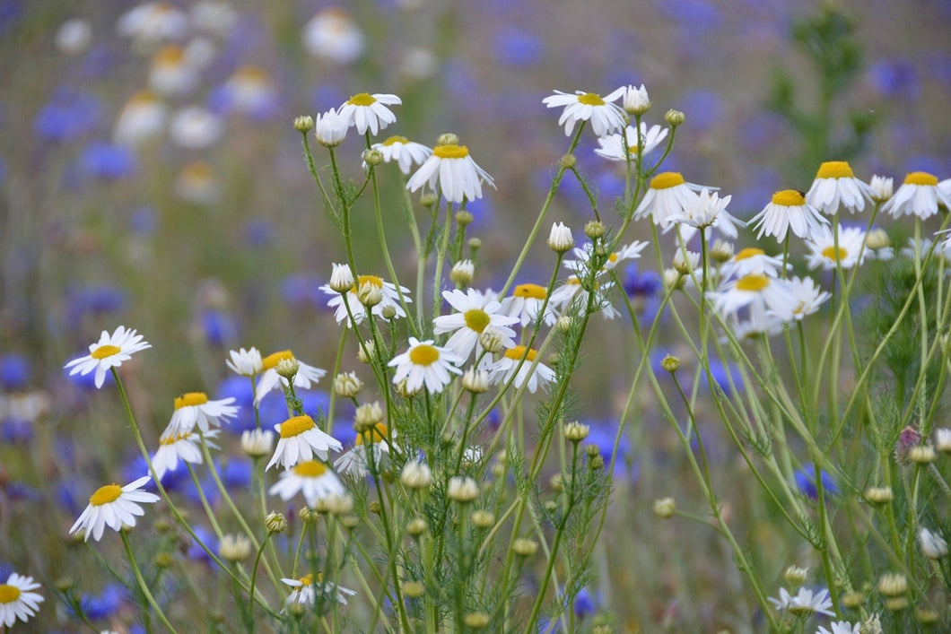Photo Wallpaper Wild flower meadow