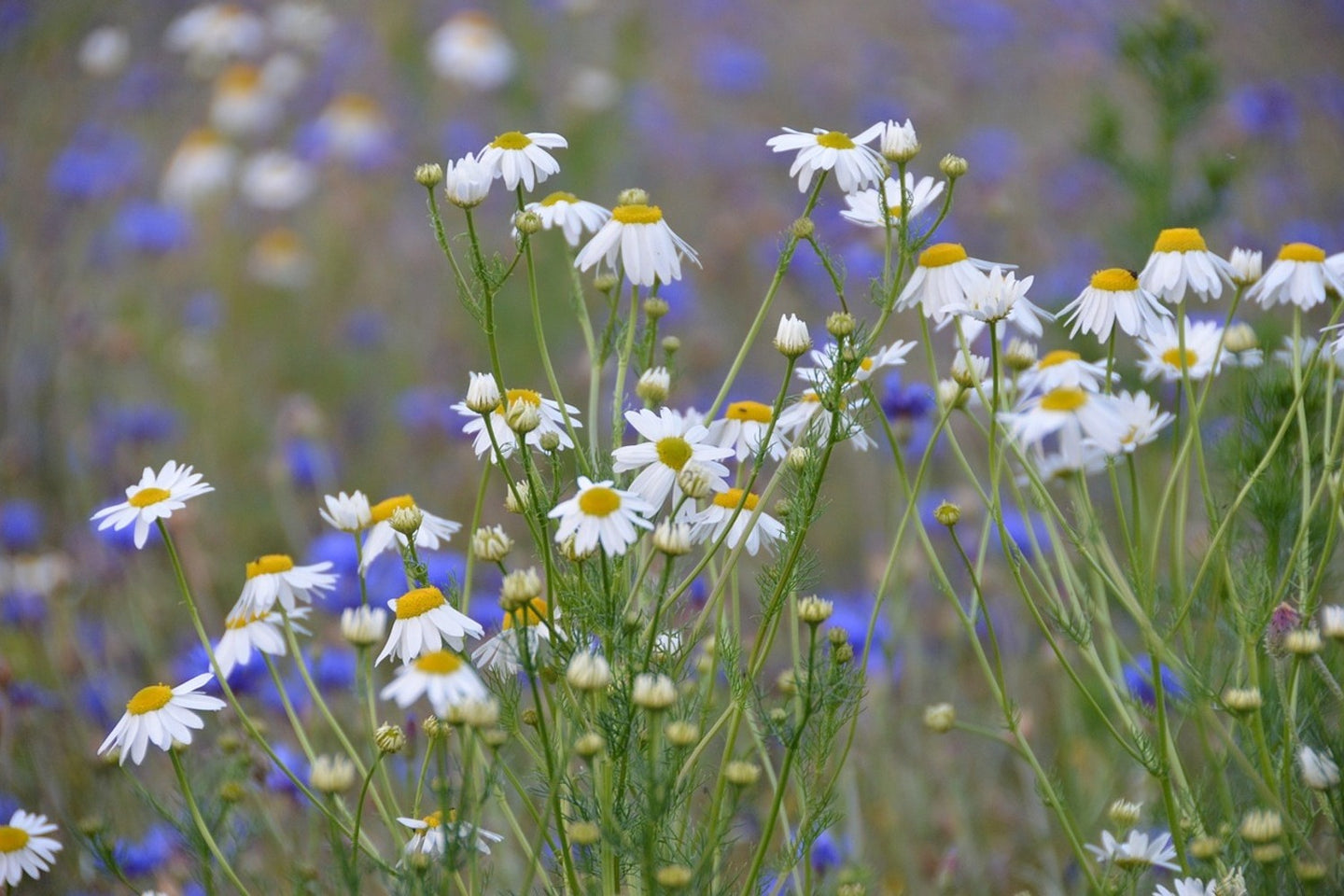 Photo Wallpaper Wild flower meadow