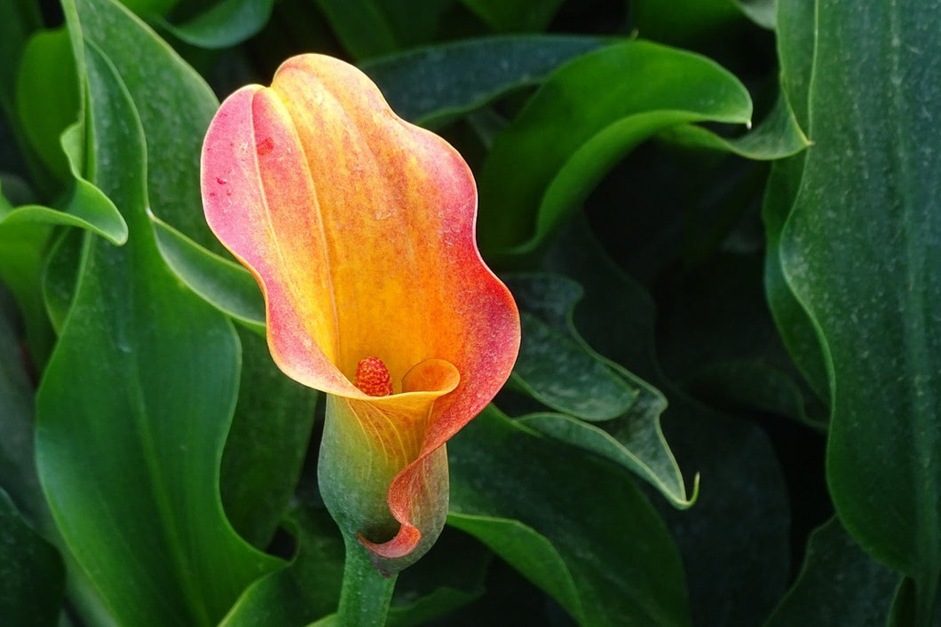 Photo Wallpaper Wild Calla