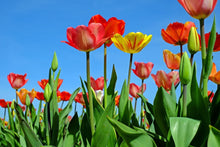 Load image into Gallery viewer, Photo Wallpaper Wild tulips

