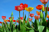 Photo Wallpaper Wild tulips