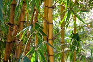 Photo Wallpaper Wild bamboo