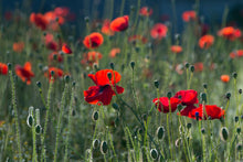 Load image into Gallery viewer, Photo Wallpaper Wild poppy
