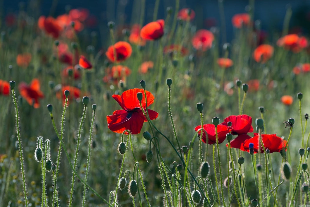 Photo Wallpaper Wild poppy