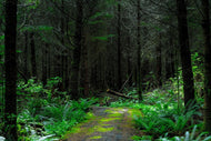 Photo Wallpaper Wild forest