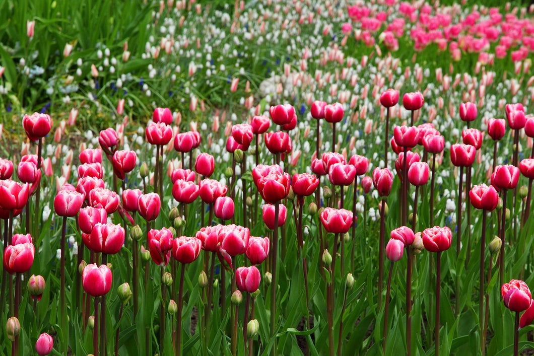 Photo Wallpaper Wild tulip field