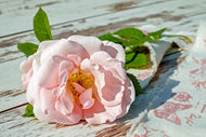 Photo Wallpaper Wild rose in pink