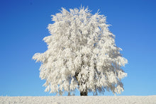 Load image into Gallery viewer, Photo Wallpaper Winter tree
