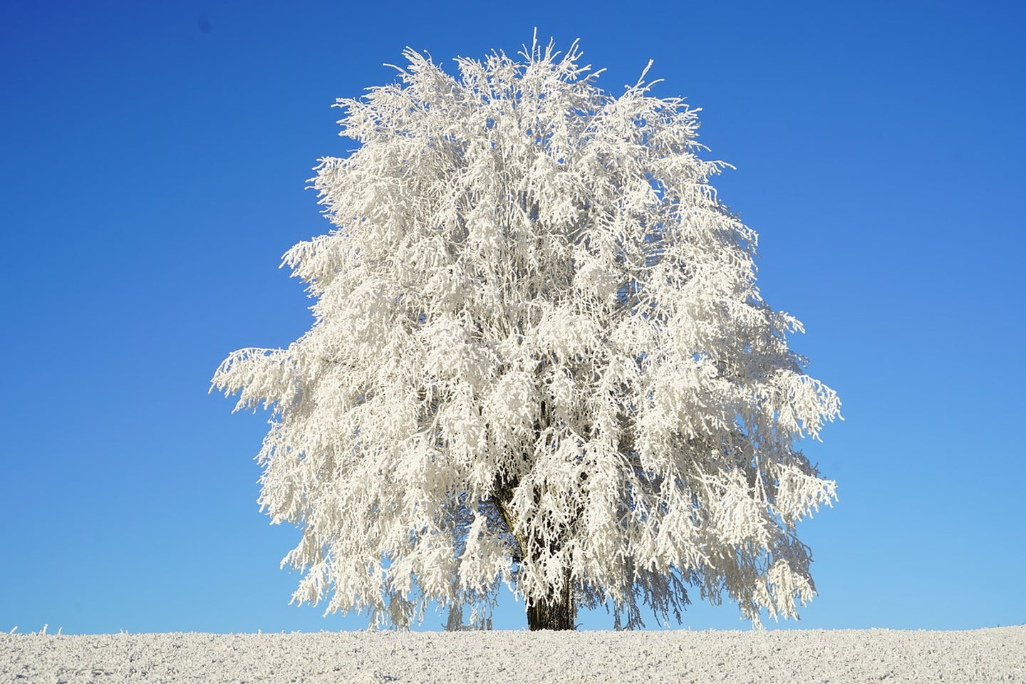 Photo Wallpaper Winter tree
