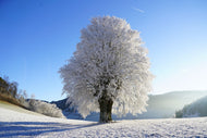 Photo Wallpaper Winter fairy tale