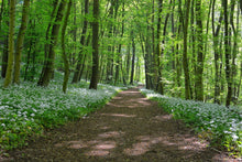 Load image into Gallery viewer, Photo Wallpaper We love the summer in the woods
