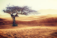 Photo Wallpaper desert storm