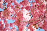 Photo Wallpaper Beautiful cherry blossoms