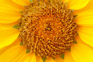 Photo Wallpaper Beautiful buds of the sunflower