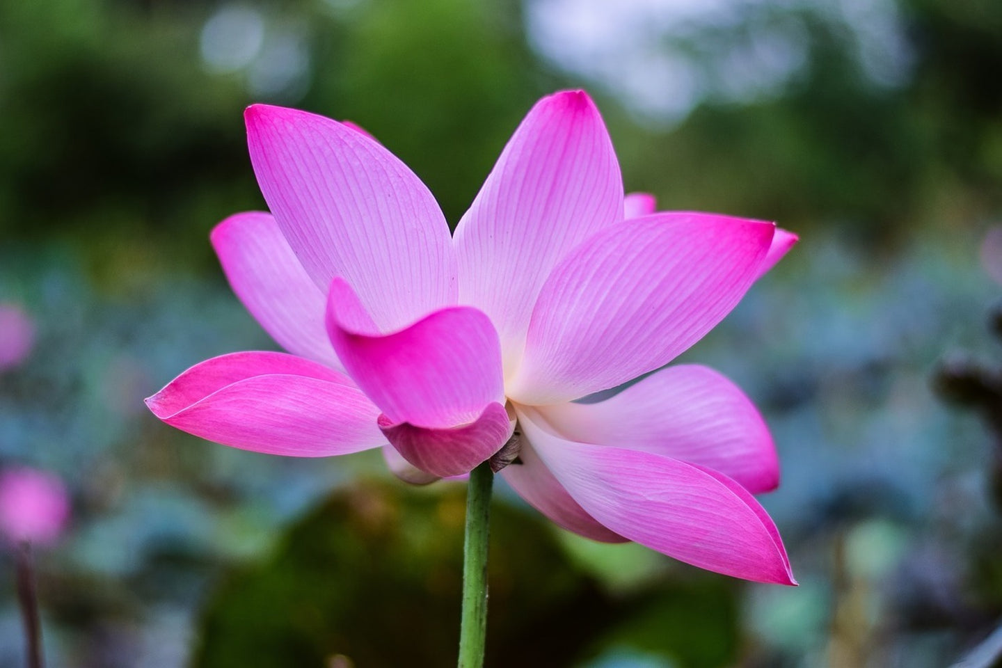 Photo Wallpaper Beautiful lotus