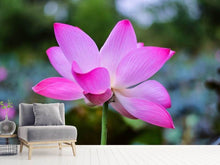Load image into Gallery viewer, Photo Wallpaper Beautiful lotus

