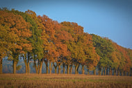 Photo Wallpaper Beautiful autumn