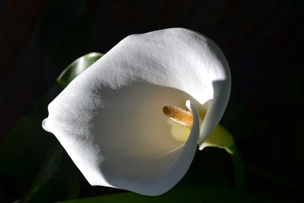 Photo Wallpaper Wonderful calla