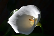 Photo Wallpaper Wonderful calla