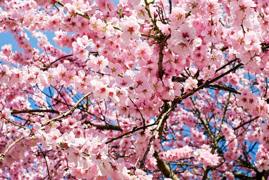 Photo Wallpaper Wonderful Japanese cherry