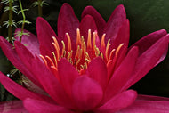 Photo Wallpaper Wonderful water lily