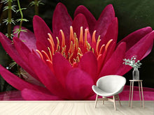 Load image into Gallery viewer, Photo Wallpaper Wonderful water lily
