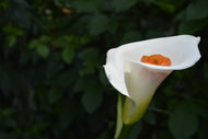 Photo Wallpaper XL Calla in white