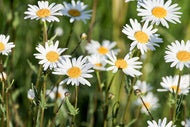 Photo Wallpaper XL daisies