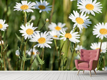 Load image into Gallery viewer, Photo Wallpaper XL daisies
