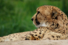 Load image into Gallery viewer, Photo Wallpaper XL cheetah
