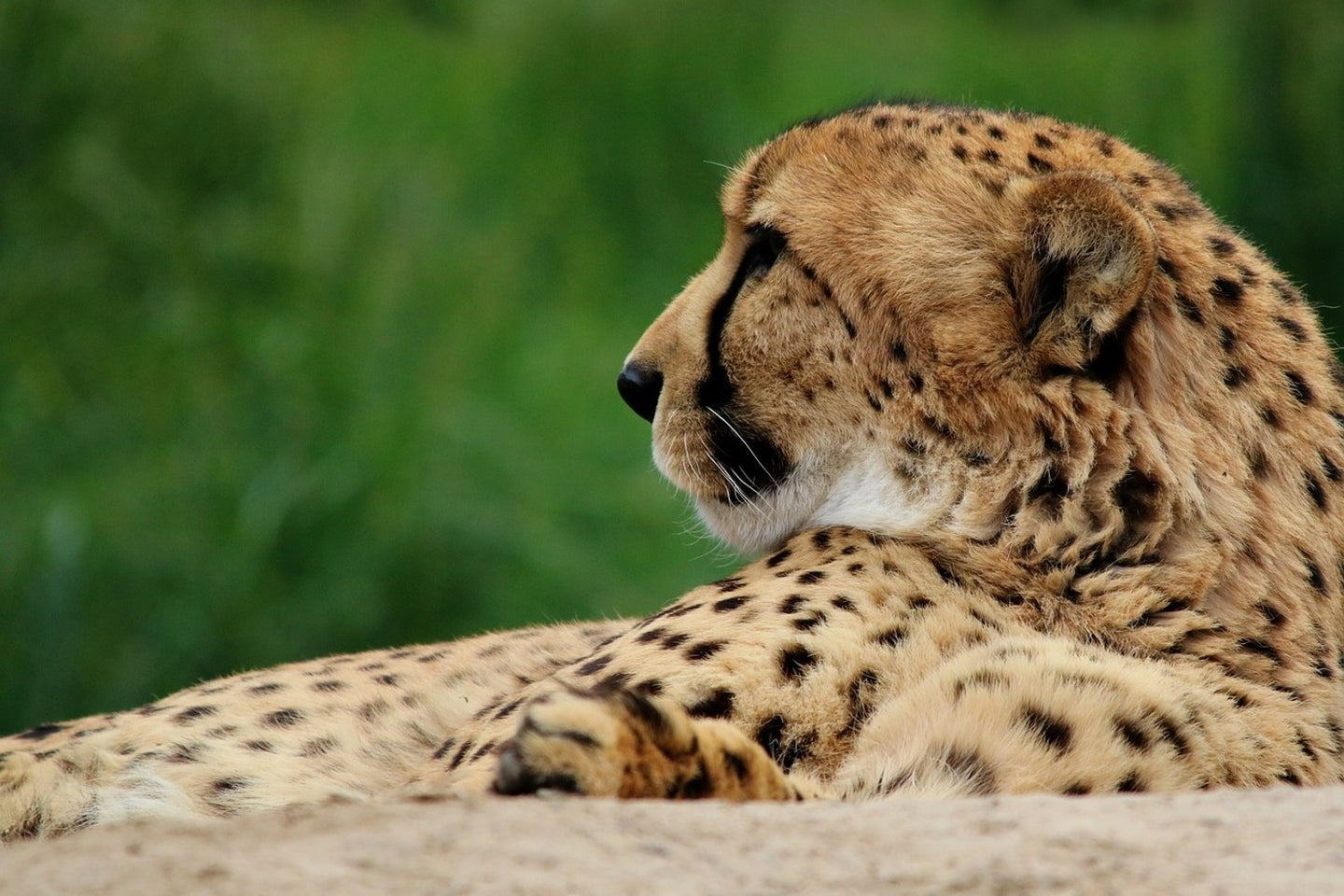 Photo Wallpaper XL cheetah