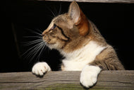 Photo Wallpaper XL cat