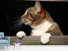 Load image into Gallery viewer, Photo Wallpaper XL cat
