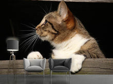 Load image into Gallery viewer, Photo Wallpaper XL cat
