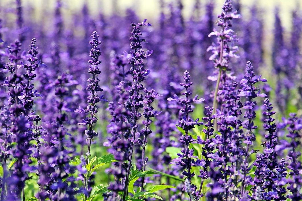 Photo Wallpaper XL lavender