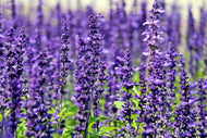 Photo Wallpaper XL lavender
