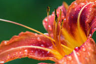 Photo Wallpaper XXL lily in orange