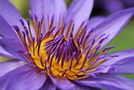 Photo Wallpaper XXL water lily in purple