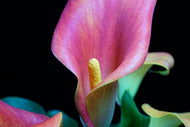 Photo Wallpaper Zantedeschien