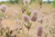Photo Wallpaper Delicate flowers