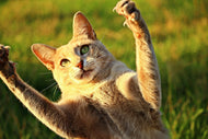 Photo Wallpaper Show the claws!