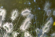 Photo Wallpaper Ornamental grasses in XL