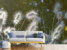 Load image into Gallery viewer, Photo Wallpaper Ornamental grasses in XL
