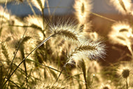 Photo Wallpaper Ornamental grass in the sunlight
