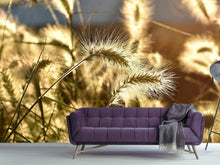 Load image into Gallery viewer, Photo Wallpaper Ornamental grass in the sunlight
