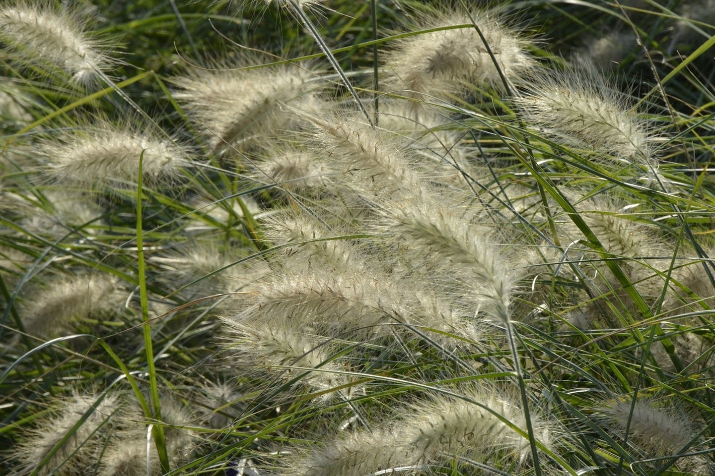 Photo Wallpaper Ornamental grass in the wind