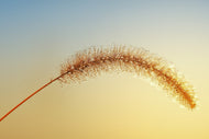 Photo Wallpaper Ornamental grass in XXL